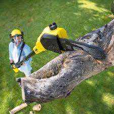 Best Tree Removal  in Columbiana, OH