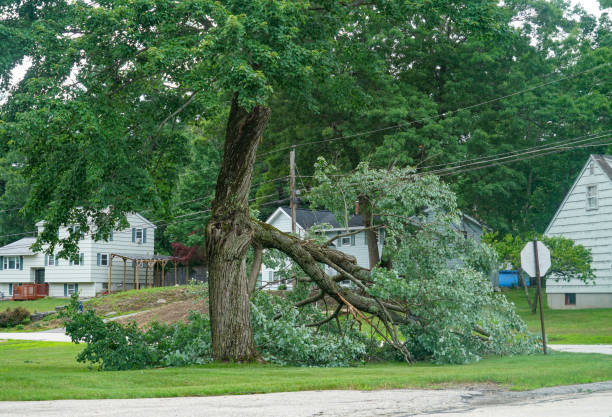 Best Firewood Processing and Delivery  in Columbiana, OH