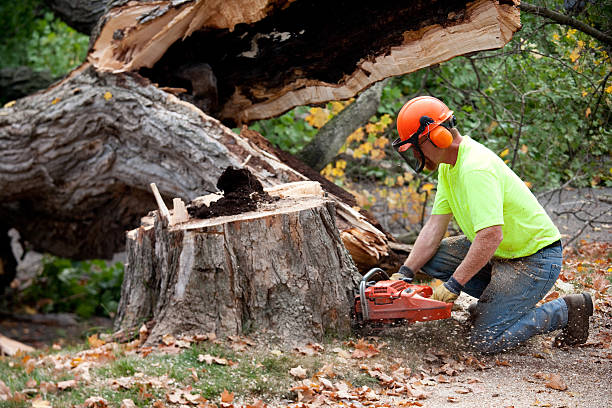 How Our Tree Care Process Works  in  Columbiana, OH