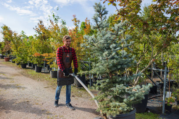 Best Tree Trimming and Pruning  in Columbiana, OH