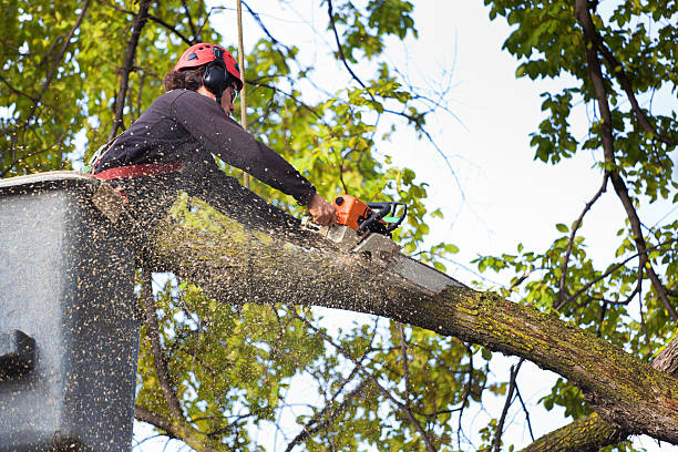 Trusted Columbiana, OH  Tree Services Experts