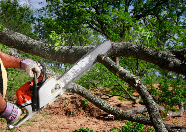 Best Arborist Consultation Services  in Columbiana, OH